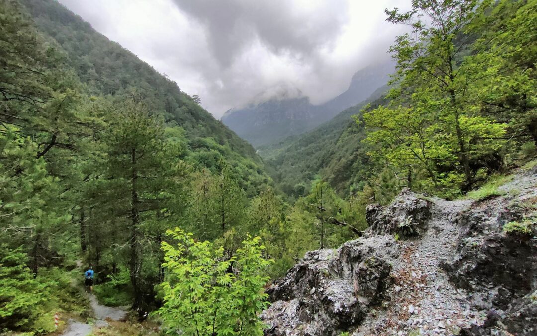 Live αποτελέσματα Olympus Vertical