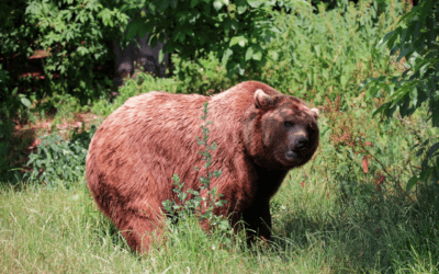 Φρικτός θάνατος 19χρονης από επίθεση αρκούδας στη Ρουμανία
